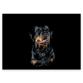 Поздравительная открытка с принтом Ротвейлер в Белгороде, 100% бумага | плотность бумаги 280 г/м2, матовая, на обратной стороне линовка и место для марки
 | animal | black | breed | collar | dog | friend | glance | gloss | man | muzzle | rottweiler | взгляд | друг | животное | лоск | ошейник | пёс | порода | ротвейлер | собака | человека | черный