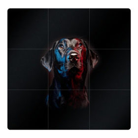 Магнитный плакат 3Х3 с принтом Чёрный лабрадор в Белгороде, Полимерный материал с магнитным слоем | 9 деталей размером 9*9 см | Тематика изображения на принте: animal | black | breed | collar | cute | dog | friend | labrador | look | man | muzzle | взгляд | друг | животное | лабрадор | милый | ошейник | пёс | порода | собака | человека | черный