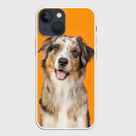 Чехол для iPhone 13 mini с принтом Австралийская овчарка в Белгороде,  |  | animal | australian | breed | cute | dog | ears | funny | look | muzzle | red | shepherd | tongue | white | австралийская | белый | взгляд | животное | забавный | милый | овчарка | порода | рыжий | смешной | собака | уши | язык