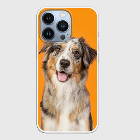 Чехол для iPhone 13 Pro с принтом Австралийская овчарка в Белгороде,  |  | animal | australian | breed | cute | dog | ears | funny | look | muzzle | red | shepherd | tongue | white | австралийская | белый | взгляд | животное | забавный | милый | овчарка | порода | рыжий | смешной | собака | уши | язык