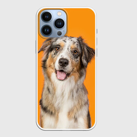 Чехол для iPhone 13 Pro Max с принтом Австралийская овчарка в Белгороде,  |  | animal | australian | breed | cute | dog | ears | funny | look | muzzle | red | shepherd | tongue | white | австралийская | белый | взгляд | животное | забавный | милый | овчарка | порода | рыжий | смешной | собака | уши | язык