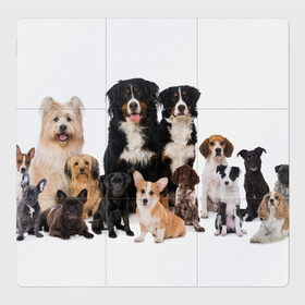 Магнитный плакат 3Х3 с принтом Породистые собаки в Белгороде, Полимерный материал с магнитным слоем | 9 деталей размером 9*9 см | Тематика изображения на принте: animal | bernese | breed | bulldog | corgi | cute | dog | french | funny | jack | labrador | mountain dog | muzzle | paws | pug | puppy | spaniel | бернский | бульдог | джек рассел | животное | забавный | зенненхунд | корги | лабрадор | лапы | милый