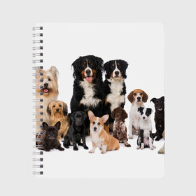 Тетрадь с принтом Породистые собаки в Белгороде, 100% бумага | 48 листов, плотность листов — 60 г/м2, плотность картонной обложки — 250 г/м2. Листы скреплены сбоку удобной пружинной спиралью. Уголки страниц и обложки скругленные. Цвет линий — светло-серый
 | animal | bernese | breed | bulldog | corgi | cute | dog | french | funny | jack | labrador | mountain dog | muzzle | paws | pug | puppy | spaniel | бернский | бульдог | джек рассел | животное | забавный | зенненхунд | корги | лабрадор | лапы | милый
