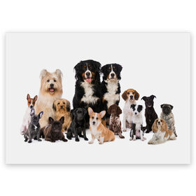 Поздравительная открытка с принтом Породистые собаки в Белгороде, 100% бумага | плотность бумаги 280 г/м2, матовая, на обратной стороне линовка и место для марки
 | animal | bernese | breed | bulldog | corgi | cute | dog | french | funny | jack | labrador | mountain dog | muzzle | paws | pug | puppy | spaniel | бернский | бульдог | джек рассел | животное | забавный | зенненхунд | корги | лабрадор | лапы | милый