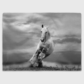 Плед 3D с принтом Белая лошадь в Белгороде, 100% полиэстер | закругленные углы, все края обработаны. Ткань не мнется и не растягивается | animal | beautiful | gloss | horse | mane | mustang | muzzle | nature | white | wild | белый | грива | дикий | животное | конь | красивый | лоск | лошадь | мустанг | природа | скакун