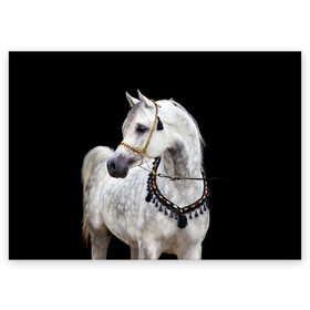 Поздравительная открытка с принтом Серый в яблоках конь в Белгороде, 100% бумага | плотность бумаги 280 г/м2, матовая, на обратной стороне линовка и место для марки
 | animal | beautiful | black | eyes | gloss | gray | harness | horse | in apples | look | muzzle | spotted | white | белый | в яблоках | взгляд | глаза | животное | конь | красивый | лоск | лошадь | пятнистый | сбруя | серый | скакун | черный