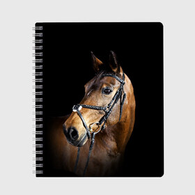Тетрадь с принтом Гнедая лошадь в Белгороде, 100% бумага | 48 листов, плотность листов — 60 г/м2, плотность картонной обложки — 250 г/м2. Листы скреплены сбоку удобной пружинной спиралью. Уголки страниц и обложки скругленные. Цвет линий — светло-серый
 | animal | beautiful | black | brown | eyes | gloss | harness | horse | look | muzzle | взгляд | глаза | гнедая | гнедой | животное | конь | коричневый | красивый | лоск | лошадь | сбруя | скакун | черный