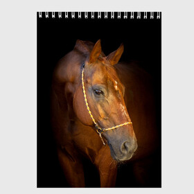 Скетчбук с принтом Гнедая лошадь в Белгороде, 100% бумага
 | 48 листов, плотность листов — 100 г/м2, плотность картонной обложки — 250 г/м2. Листы скреплены сверху удобной пружинной спиралью | Тематика изображения на принте: animal | beautiful | black | brown | eyes | gloss | harness | horse | look | muzzle | взгляд | глаза | гнедой | животное | конь | коричневый | красивый | лоск | лошадь | сбруя | скакун | черный