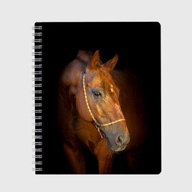 Тетрадь с принтом Гнедая лошадь в Белгороде, 100% бумага | 48 листов, плотность листов — 60 г/м2, плотность картонной обложки — 250 г/м2. Листы скреплены сбоку удобной пружинной спиралью. Уголки страниц и обложки скругленные. Цвет линий — светло-серый
 | animal | beautiful | black | brown | eyes | gloss | harness | horse | look | muzzle | взгляд | глаза | гнедой | животное | конь | коричневый | красивый | лоск | лошадь | сбруя | скакун | черный