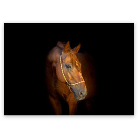 Поздравительная открытка с принтом Гнедая лошадь в Белгороде, 100% бумага | плотность бумаги 280 г/м2, матовая, на обратной стороне линовка и место для марки
 | Тематика изображения на принте: animal | beautiful | black | brown | eyes | gloss | harness | horse | look | muzzle | взгляд | глаза | гнедой | животное | конь | коричневый | красивый | лоск | лошадь | сбруя | скакун | черный