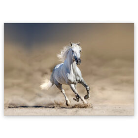 Поздравительная открытка с принтом Белый конь в Белгороде, 100% бумага | плотность бумаги 280 г/м2, матовая, на обратной стороне линовка и место для марки
 | animal | beautiful | desert | gloss | horse | mane | mustang | muzzle | nature | sand | white | wild | белый | грива | дикий | животное | конь | красивый | лоск | лошадь | мустанг | песок | природа | пустыня | скакун