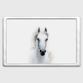 Магнит 45*70 с принтом Белая лошадь в Белгороде, Пластик | Размер: 78*52 мм; Размер печати: 70*45 | animal | beautiful | gloss | horse | mane | mustang | muzzle | white | wild | белый | грива | дикий | животное | конь | красивый | лоск | лошадь | мустанг | скакун