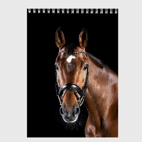 Скетчбук с принтом Гнедая лошадь в Белгороде, 100% бумага
 | 48 листов, плотность листов — 100 г/м2, плотность картонной обложки — 250 г/м2. Листы скреплены сверху удобной пружинной спиралью | animal | beautiful | black | brown | eyes | gloss | harness | horse | look | muzzle | взгляд | глаза | гнедая | животное | конь | коричневый | красивый | лоск | лошадь | сбруя | скакун | черный
