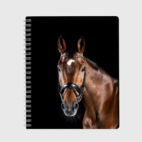 Тетрадь с принтом Гнедая лошадь в Белгороде, 100% бумага | 48 листов, плотность листов — 60 г/м2, плотность картонной обложки — 250 г/м2. Листы скреплены сбоку удобной пружинной спиралью. Уголки страниц и обложки скругленные. Цвет линий — светло-серый
 | animal | beautiful | black | brown | eyes | gloss | harness | horse | look | muzzle | взгляд | глаза | гнедая | животное | конь | коричневый | красивый | лоск | лошадь | сбруя | скакун | черный