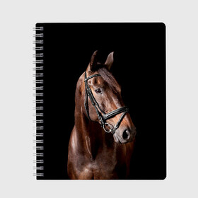 Тетрадь с принтом Гнедая лошадь в Белгороде, 100% бумага | 48 листов, плотность листов — 60 г/м2, плотность картонной обложки — 250 г/м2. Листы скреплены сбоку удобной пружинной спиралью. Уголки страниц и обложки скругленные. Цвет линий — светло-серый
 | Тематика изображения на принте: animal | beautiful | black | brown | eyes | gloss | harness | horse | look | muzzle | взгляд | глаза | гнедая | животное | конь | коричневый | красивый | лоск | лошадь | сбруя | скакун | черный