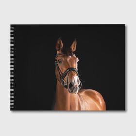 Альбом для рисования с принтом Гнедая лошадь в Белгороде, 100% бумага
 | матовая бумага, плотность 200 мг. | Тематика изображения на принте: animal | beautiful | black | brown | eyes | gloss | harness | horse | look | muzzle | взгляд | глаза | гнедая | животное | конь | коричневый | красивый | лоск | лошадь | сбруя | скакун | черный