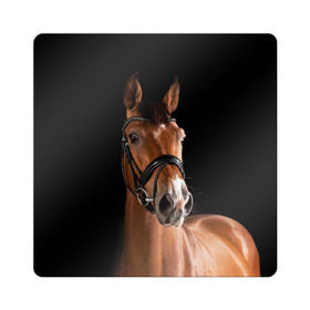Магнит виниловый Квадрат с принтом Гнедая лошадь в Белгороде, полимерный материал с магнитным слоем | размер 9*9 см, закругленные углы | animal | beautiful | black | brown | eyes | gloss | harness | horse | look | muzzle | взгляд | глаза | гнедая | животное | конь | коричневый | красивый | лоск | лошадь | сбруя | скакун | черный