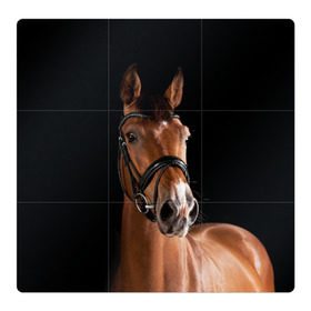 Магнитный плакат 3Х3 с принтом Гнедая лошадь в Белгороде, Полимерный материал с магнитным слоем | 9 деталей размером 9*9 см | animal | beautiful | black | brown | eyes | gloss | harness | horse | look | muzzle | взгляд | глаза | гнедая | животное | конь | коричневый | красивый | лоск | лошадь | сбруя | скакун | черный
