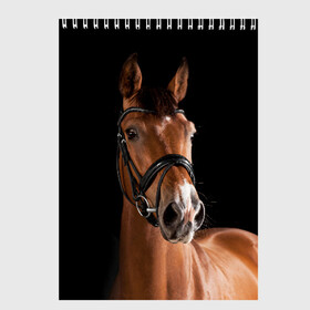 Скетчбук с принтом Гнедая лошадь в Белгороде, 100% бумага
 | 48 листов, плотность листов — 100 г/м2, плотность картонной обложки — 250 г/м2. Листы скреплены сверху удобной пружинной спиралью | Тематика изображения на принте: animal | beautiful | black | brown | eyes | gloss | harness | horse | look | muzzle | взгляд | глаза | гнедая | животное | конь | коричневый | красивый | лоск | лошадь | сбруя | скакун | черный