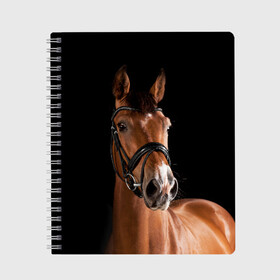 Тетрадь с принтом Гнедая лошадь в Белгороде, 100% бумага | 48 листов, плотность листов — 60 г/м2, плотность картонной обложки — 250 г/м2. Листы скреплены сбоку удобной пружинной спиралью. Уголки страниц и обложки скругленные. Цвет линий — светло-серый
 | Тематика изображения на принте: animal | beautiful | black | brown | eyes | gloss | harness | horse | look | muzzle | взгляд | глаза | гнедая | животное | конь | коричневый | красивый | лоск | лошадь | сбруя | скакун | черный