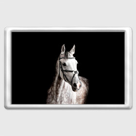 Магнит 45*70 с принтом Серный в яблоках конь в Белгороде, Пластик | Размер: 78*52 мм; Размер печати: 70*45 | animal | beautiful | black | eyes | gloss | harness | horse | look | muzzle | spotted | white | белый | в яблоках | взгляд | глаза | животное | конь | красивый | лоск | лошадь | пятнистый | сбруя | серый | скакун | черный