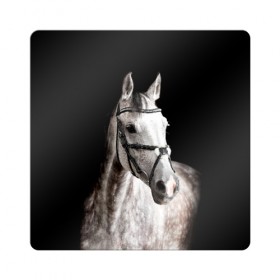 Магнит виниловый Квадрат с принтом Серный в яблоках конь в Белгороде, полимерный материал с магнитным слоем | размер 9*9 см, закругленные углы | Тематика изображения на принте: animal | beautiful | black | eyes | gloss | harness | horse | look | muzzle | spotted | white | белый | в яблоках | взгляд | глаза | животное | конь | красивый | лоск | лошадь | пятнистый | сбруя | серый | скакун | черный