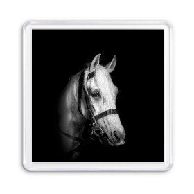 Магнит 55*55 с принтом Белая лошадь в Белгороде, Пластик | Размер: 65*65 мм; Размер печати: 55*55 мм | animal | beautiful | black | eyes | gloss | harness | horse | look | muzzle | white | белый | взгляд | глаза | животное | конь | красивый | лоск | лошадь | сбруя | скакун