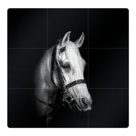 Магнитный плакат 3Х3 с принтом Белая лошадь в Белгороде, Полимерный материал с магнитным слоем | 9 деталей размером 9*9 см | Тематика изображения на принте: animal | beautiful | black | eyes | gloss | harness | horse | look | muzzle | white | белый | взгляд | глаза | животное | конь | красивый | лоск | лошадь | сбруя | скакун