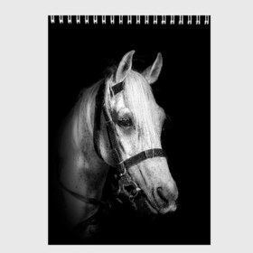 Скетчбук с принтом Белая лошадь в Белгороде, 100% бумага
 | 48 листов, плотность листов — 100 г/м2, плотность картонной обложки — 250 г/м2. Листы скреплены сверху удобной пружинной спиралью | animal | beautiful | black | eyes | gloss | harness | horse | look | muzzle | white | белый | взгляд | глаза | животное | конь | красивый | лоск | лошадь | сбруя | скакун