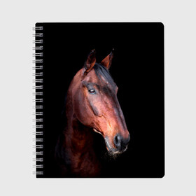 Тетрадь с принтом Гнедая лошадь в Белгороде, 100% бумага | 48 листов, плотность листов — 60 г/м2, плотность картонной обложки — 250 г/м2. Листы скреплены сбоку удобной пружинной спиралью. Уголки страниц и обложки скругленные. Цвет линий — светло-серый
 | animal | beautiful | black | brown | chocolate | eyes | gloss | horse | look | muzzle | portrait | взгляд | глаза | животное | конь | коричневый | красивый | лоск | лошадь | портрет | скакун | черный | шоколадный