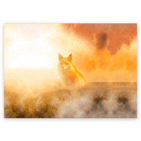 Поздравительная открытка с принтом Лисичка в тумане в Белгороде, 100% бумага | плотность бумаги 280 г/м2, матовая, на обратной стороне линовка и место для марки
 | animals | forest | fox | арт | животное | лес | лиса | лисичка | облака | рисунок | рыжая лиса | туман