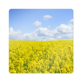 Магнит виниловый Квадрат с принтом Рапсовое поле в Белгороде, полимерный материал с магнитным слоем | размер 9*9 см, закругленные углы | небо | облака | облако | поле | поля | посев | посевы | природа | природный | рапс | рапсовое | рапсовый | рапсом | туча | тучи | урожаи | урожай | цветами | цветок | цветы