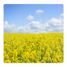 Магнитный плакат 3Х3 с принтом Рапсовое поле в Белгороде, Полимерный материал с магнитным слоем | 9 деталей размером 9*9 см | небо | облака | облако | поле | поля | посев | посевы | природа | природный | рапс | рапсовое | рапсовый | рапсом | туча | тучи | урожаи | урожай | цветами | цветок | цветы