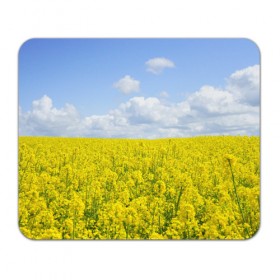 Коврик для мышки прямоугольный с принтом Рапсовое поле в Белгороде, натуральный каучук | размер 230 х 185 мм; запечатка лицевой стороны | небо | облака | облако | поле | поля | посев | посевы | природа | природный | рапс | рапсовое | рапсовый | рапсом | туча | тучи | урожаи | урожай | цветами | цветок | цветы