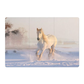 Магнитный плакат 3Х2 с принтом Белая лошадь на снегу в Белгороде, Полимерный материал с магнитным слоем | 6 деталей размером 9*9 см | Тематика изображения на принте: белая | белый | декабрь | животное | животные | звери | зверь | зима | зимний | зимой | кони | конь | копытные | копытный | лошади | лошадь | снег | снега | снегу | снежный | февраль | январь