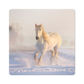 Магнит виниловый Квадрат с принтом Белая лошадь на снегу в Белгороде, полимерный материал с магнитным слоем | размер 9*9 см, закругленные углы | белая | белый | декабрь | животное | животные | звери | зверь | зима | зимний | зимой | кони | конь | копытные | копытный | лошади | лошадь | снег | снега | снегу | снежный | февраль | январь