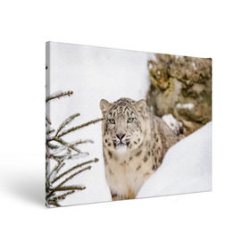 Холст прямоугольный с принтом Ирбис в Белгороде, 100% ПВХ |  | Тематика изображения на принте: snow leopard | барс | барсы | животное | животные | звери | зверь | зима | зимы | ирбис | киски | кот | коты | кошачьи | кошка | кошки | мохнатые | мохнатый | пятнистые | пятнистый | снег | снежный