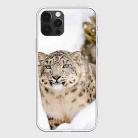 Чехол для iPhone 12 Pro Max с принтом Ирбис в Белгороде, Силикон |  | snow leopard | барс | барсы | животное | животные | звери | зверь | зима | зимы | ирбис | киски | кот | коты | кошачьи | кошка | кошки | мохнатые | мохнатый | пятнистые | пятнистый | снег | снежный