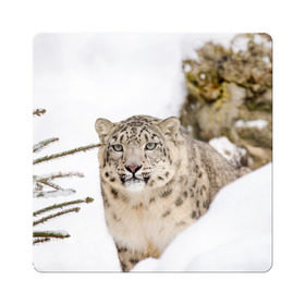 Магнит виниловый Квадрат с принтом Ирбис в Белгороде, полимерный материал с магнитным слоем | размер 9*9 см, закругленные углы | snow leopard | барс | барсы | животное | животные | звери | зверь | зима | зимы | ирбис | киски | кот | коты | кошачьи | кошка | кошки | мохнатые | мохнатый | пятнистые | пятнистый | снег | снежный