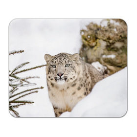 Коврик для мышки прямоугольный с принтом Ирбис в Белгороде, натуральный каучук | размер 230 х 185 мм; запечатка лицевой стороны | snow leopard | барс | барсы | животное | животные | звери | зверь | зима | зимы | ирбис | киски | кот | коты | кошачьи | кошка | кошки | мохнатые | мохнатый | пятнистые | пятнистый | снег | снежный