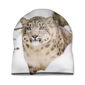 Шапка 3D с принтом Ирбис в Белгороде, 100% полиэстер | универсальный размер, печать по всей поверхности изделия | Тематика изображения на принте: snow leopard | барс | барсы | животное | животные | звери | зверь | зима | зимы | ирбис | киски | кот | коты | кошачьи | кошка | кошки | мохнатые | мохнатый | пятнистые | пятнистый | снег | снежный