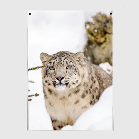 Постер с принтом Ирбис в Белгороде, 100% бумага
 | бумага, плотность 150 мг. Матовая, но за счет высокого коэффициента гладкости имеет небольшой блеск и дает на свету блики, но в отличии от глянцевой бумаги не покрыта лаком | Тематика изображения на принте: snow leopard | барс | барсы | животное | животные | звери | зверь | зима | зимы | ирбис | киски | кот | коты | кошачьи | кошка | кошки | мохнатые | мохнатый | пятнистые | пятнистый | снег | снежный