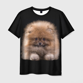Мужская футболка 3D с принтом Рыжий Шпиц в Белгороде, 100% полиэфир | прямой крой, круглый вырез горловины, длина до линии бедер | детская | женская | купить | мужская | пес | рисунки щенков | рыжий | с принтом | с собаками | с собакой | со шпицами | со щенком | собака | собаки | шпиц | щенок