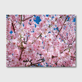 Альбом для рисования с принтом Цветущая Сакура в Белгороде, 100% бумага
 | матовая бумага, плотность 200 мг. | 8 марта | весна | вишня | женский день | лепестки | март | поздравления | праздник 8 марта | ромашки | сакура | цветок | цветочки | цветы | япония