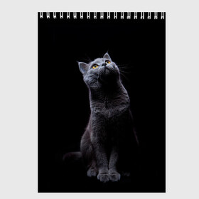 Скетчбук с принтом Кот Британец в Белгороде, 100% бумага
 | 48 листов, плотность листов — 100 г/м2, плотность картонной обложки — 250 г/м2. Листы скреплены сверху удобной пружинной спиралью | Тематика изображения на принте: animal | animals | beast | black | cat | kitten | британец | британка | животное | животные | зверек | зверь | кот | котейка | котенок | котики | котэ | кошка | кошки | черная