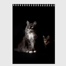 Скетчбук с принтом Котики в Белгороде, 100% бумага
 | 48 листов, плотность листов — 100 г/м2, плотность картонной обложки — 250 г/м2. Листы скреплены сверху удобной пружинной спиралью | animal | animals | beast | black | cat | kitten | животное | животные | зверек | зверь | кот | котейка | котенок | котики | котэ | кошка | кошки | мейн кун | черная