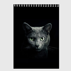 Скетчбук с принтом Кот в Белгороде, 100% бумага
 | 48 листов, плотность листов — 100 г/м2, плотность картонной обложки — 250 г/м2. Листы скреплены сверху удобной пружинной спиралью | animal | animals | beast | black | cat | kitten | британец | британка | животное | животные | зверек | зверь | кот | котейка | котенок | котики | котэ | кошка | кошки | черная
