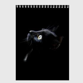 Скетчбук с принтом Кот в Белгороде, 100% бумага
 | 48 листов, плотность листов — 100 г/м2, плотность картонной обложки — 250 г/м2. Листы скреплены сверху удобной пружинной спиралью | animal | animals | beast | black | cat | kitten | британец | британка | животное | животные | зверек | зверь | кот | котейка | котенок | котики | котэ | кошка | кошки | черная