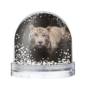 Снежный шар с принтом Белый тигр в Белгороде, Пластик | Изображение внутри шара печатается на глянцевой фотобумаге с двух сторон | белые | белый | животное | животные | звери | зверушка | зверушки | зверь | зверьё | кот | котик | котики | коты | кошка | кошки | полосатые | полосатый | природа | тигр | тигры | хищник | хищники