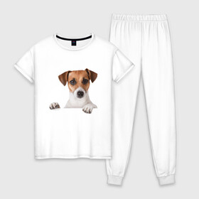 Женская пижама хлопок с принтом Собака в Белгороде, 100% хлопок | брюки и футболка прямого кроя, без карманов, на брюках мягкая резинка на поясе и по низу штанин | джек рассел | друг | пес | питомец | собака